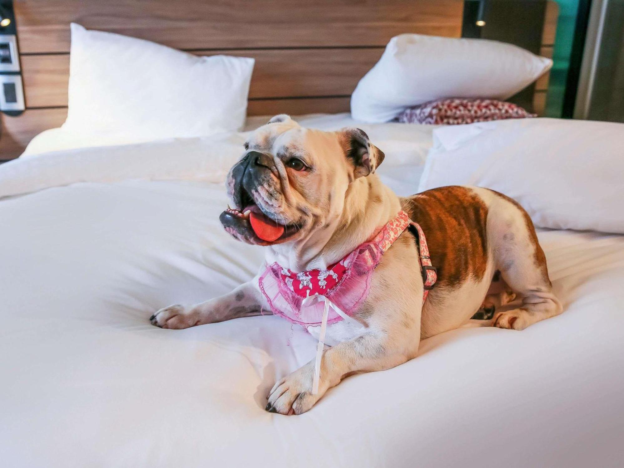 Apartment with One Double Bed - Disability Access,1739510386:JPEG